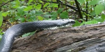 Syracuse snake